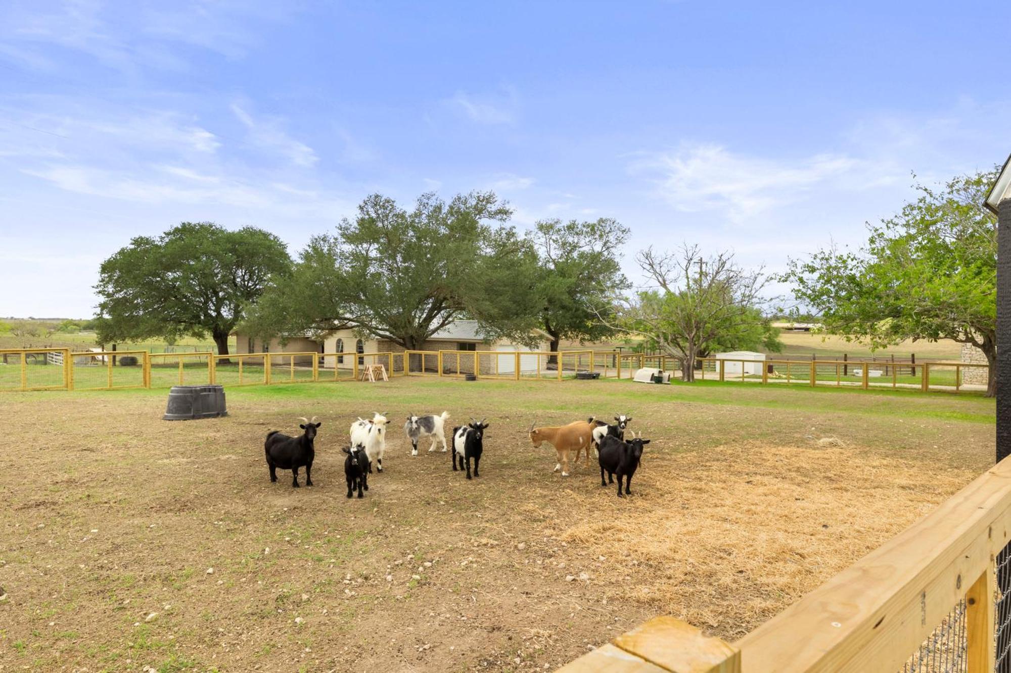 Farm Retreat With Jacuzzi, Fire Pit, Mini Goats, Mini Ponies And Mini Cows Villa San Marcos Ruang foto